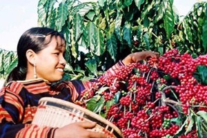 Coffee export turnover in Dak Lak increases US$ 88 million