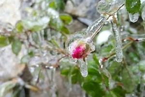 If the temperature keeps at 4-10 degrees Celsius in Sa Pa town, frost is expected to appear in Fansipan