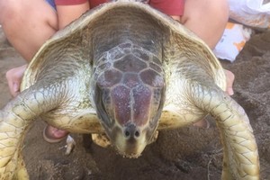 The fishery department inspects the turtle before releasing it back to the ocean (Photo baotainguyenmoitruong.vn)