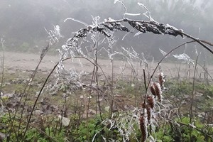 Trees and branches in the montane forests are covered with frost and glacial ice 