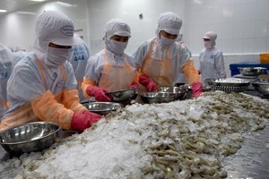 Whiteleg shrimp continues to make up most of Vietnam’s exported shrimp products (Photo: VNA)