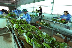 Processing banana for export (Photo: VNA)