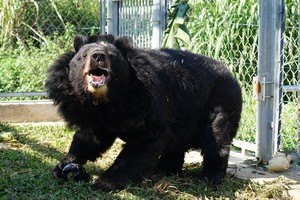 A bear is living at the Ninh Binh bear conservation centre (Photo: VNA)