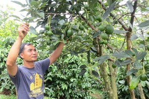 (Illustrative photo:SGGP)