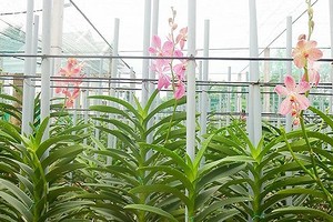 HCMC put into production of 55 new plant varieties
