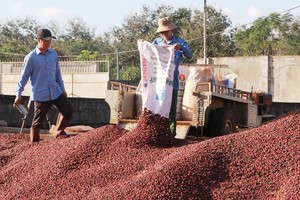 Coffee export price is lowest in recent ten years