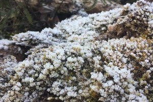 Frost appearance in peak of Chieu Lau Thi (Ha Giang)