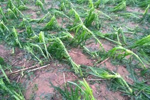 Downpour and thunderstorm devastate hectares of fruits (Photo: The General Department of Disaster Prevention and Control)