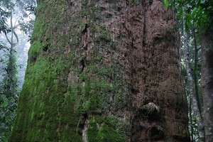 Pu Mat National Park 