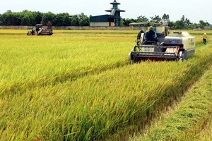 Harvesting the 2020 spring rice crop in Hoa Binh commune of Vu Thu district, Thai Binh province (Photo: VNA)