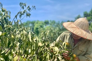 Hot climate, drought cause severe damage in Ha Tinh 