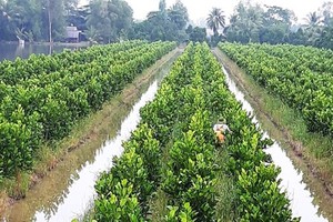 Mekong Delta will expand additional 150,000 hectares of fruit trees 