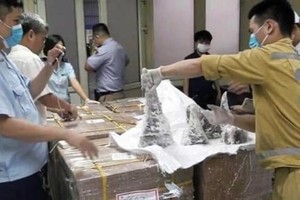 One man charged in biggest ever rhino horn smuggling case (Photo: VNA)