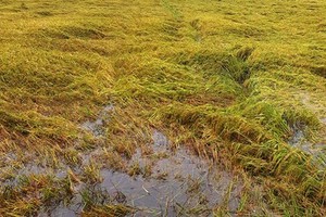 Hectares of paddy fields are submerged in water. 