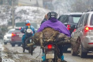 Gelid cold kills hundreds of buffaloes, cows