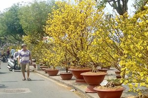 (Illustrative photo:SGGP)