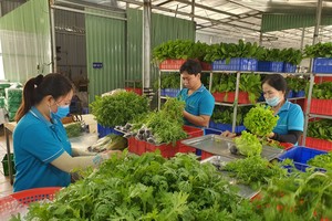 Workers of Tuan Ngoc Agricultural Cooperative in District 9 are processing vegetables before moving them to the consumption markets. 