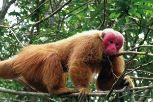Vu Quang National Park releases three rare animals to wild