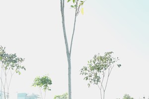 Thu Duc City launches tree-planting campaign for second phase 