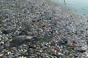 Massive fishes die in upstream Sai Gon River 