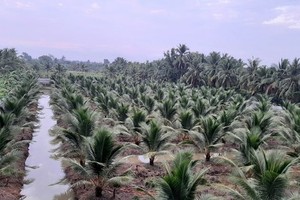 Salinity in Mekong Delta tends to decrease gradually thanks to downpours