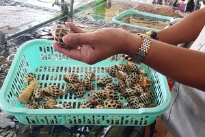 Another Nha Trang restaurant fined for failing to unclear price listing