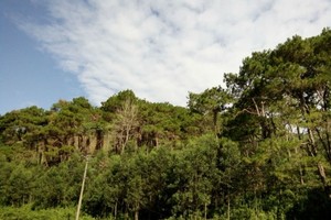 New Zealand donates VND800 mln for protecting, planting forest in Ninh Thuan 