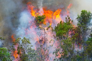 Central region warned of severe forest fire danger
