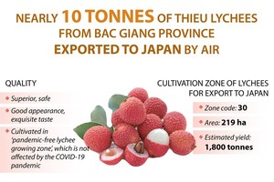 Bac Giang exports nearly 10 tonnes of Thieu lychees to Japan