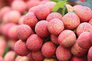 MoT proposes reduction of airfreight rates for Bac Giang lychees