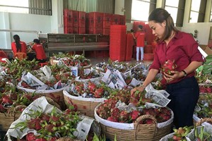 Vietnam boosts dragon fruit export to India, Pakistan