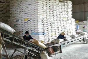 Over 130,000 tons of rice allocated to 24 pandemic-hit localities