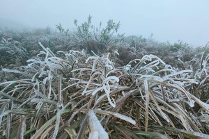  Nearly 3,000 cattle freeze to death due to bitterly-cold temperature 