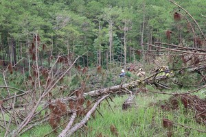 Hundreds of pine trees in Da Lat City chopped down 