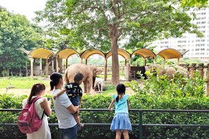 Saigon Zoo & Botanical Gardens, familiar destination during summer 