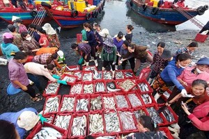 Bustling rhythms at fishing villages in Central region