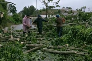 Large pine trees fall across Prenn mountain pass due to downpours, gales 