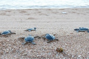 Close to 123,000 sea turtles released back to sea
