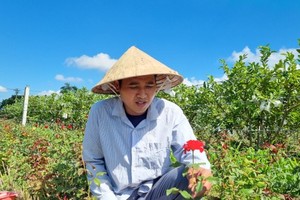 Gardeners at Quang Ngai flower villages busy with Tet crops 