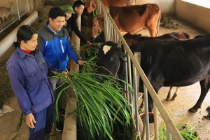 Central region urgently prevents cold attack in livestock, cattle