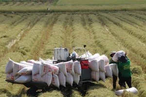 Positive signals for rice exports in 2023