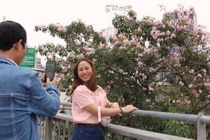 Rosy trumpet flowers attract young people in HCMC 