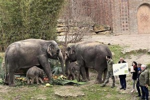 Baby elephant Bao Ngoc - an icon of Vietnam-Germany friendship