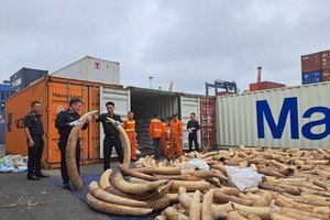 Hai Phong seizes seven tons of ivory smuggled from Africa