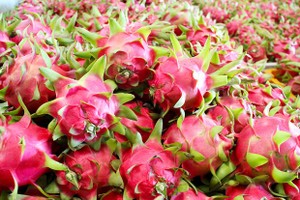 Dragon fruit export turnover reaches US$47 million