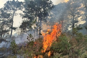 Vegetation, garbage burning complicates in Lam Dong