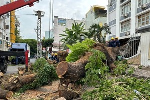 Ho Chi Minh City to promptly re-check trees on school campuses