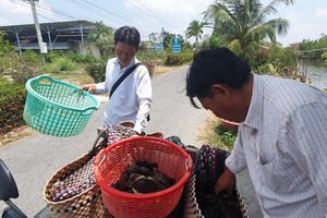 Unseasonable crab in Kien Giang sets new record price