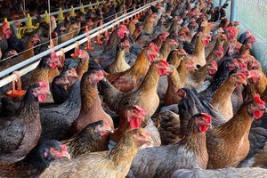 With redundancy, Vietnam still massively imports chicken