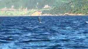 Dolphins sighted at Son Tra Peninsula, Da Nang